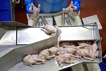 La Commission européenne a décidé de ramener à zéro les restitutions à l'exportation pour les poulets congelés bénéficiant surtout aux volaillers français, notamment aux groupes bretons Doux et Tilly Sabco (© Pasquet)