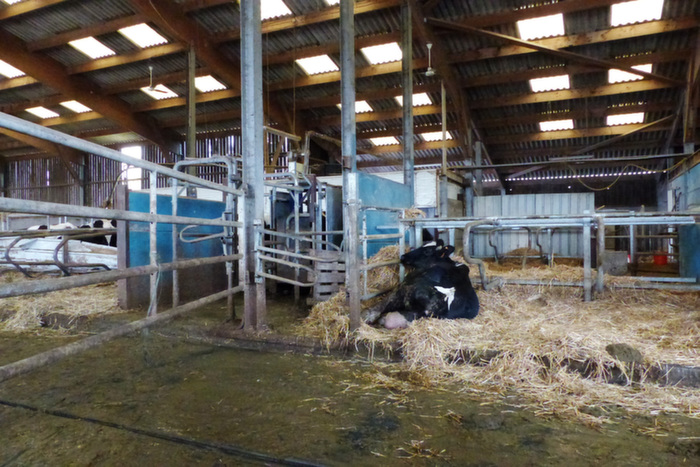 Les vaches boiteuses, en fin de lactation, ou difficiles à brancher, bénéficient d'un espace à proximité des robots de traite.