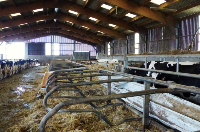 Le circuit raccourcit évite à l'éleveur de faire le tour complet du bâtiment pour pousser les vaches jusqu'aux robots.
