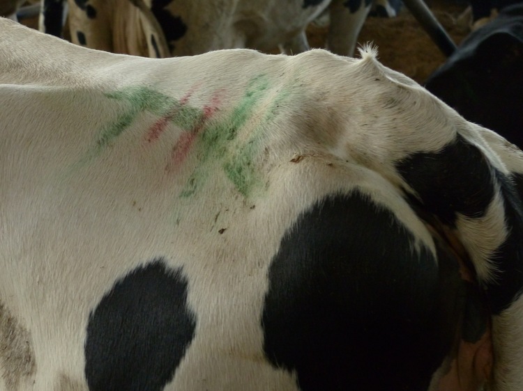 Après le vêlage, les vaches sont examinées tous les jours avec notamment deux prises de température. Un trait rouge indique une vache fiévreuse nécessitant une surveillance accrue.