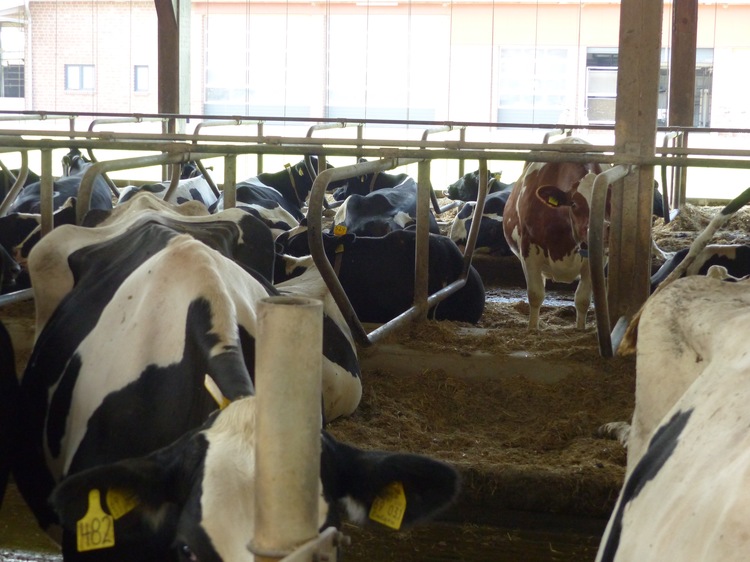 De chaque côté du couloir d'alimentation, les vaches sont réparties sur trois rangs de logettes.