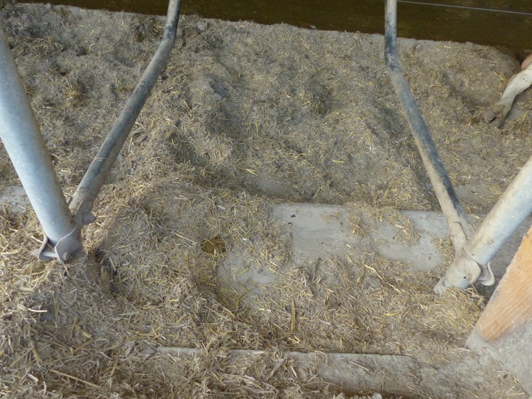 Les logettes sont garnies d'un mélange de paille, de sable et de calcaire.