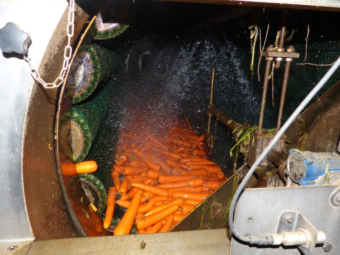 Une fois arrivées sur la ferme, les carottes sont nettoyées puis trillées en fonction de leur taille. 