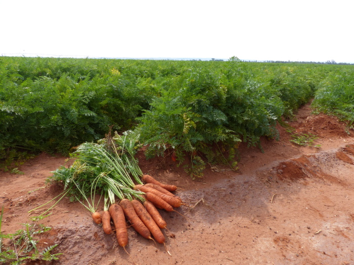 Le rendement à l'hectare est de 60 à 75 tonnes de carottes. Les semences sont françaises.