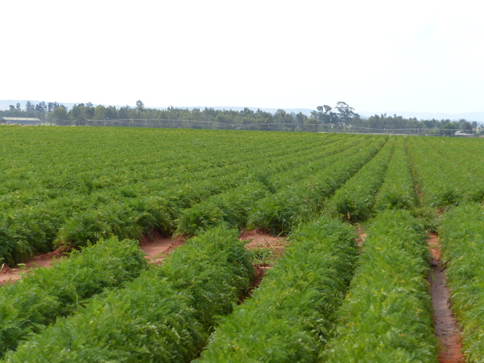 La ferme Rugani Greenway Farms de Vincent et Vito totalise une surface de 800 ha de carottes irriguées.