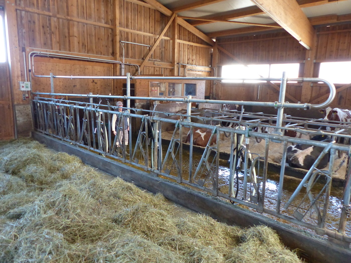 Le stand de traite se concentre sur douze cornadis au bout du bâtiment. il accueille huit vaches à la fois.