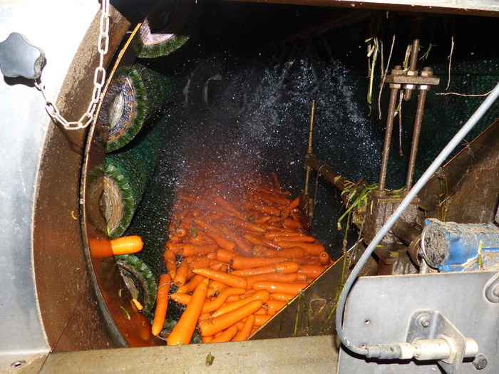 Les carottes sont transportées à l'usine de traitement pour être mises en sachets.