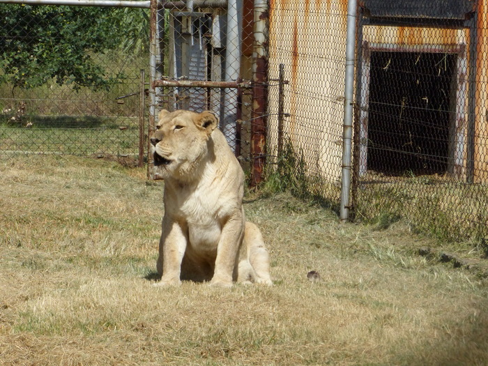 Les lionnes, lions et tigres mangent des carcasses des vaches élevées et tuées sur l'exploitation. Ils servent d’équarisseurs naturels.