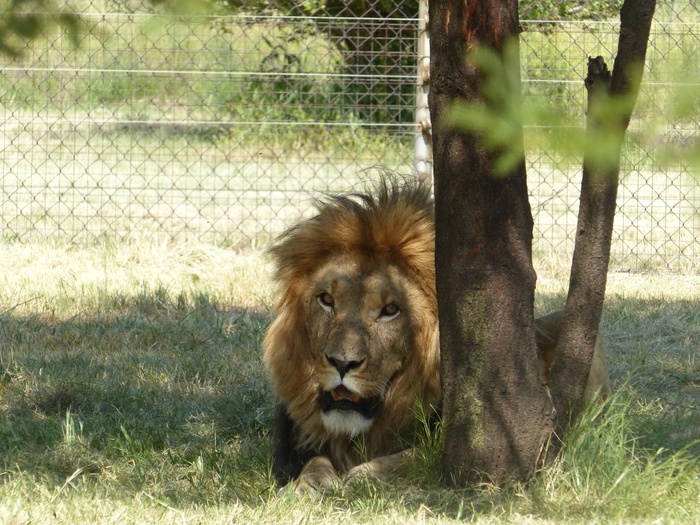 Le lion prend la pose dans son petit parc non loin de l'habitation de l'agriculteur.