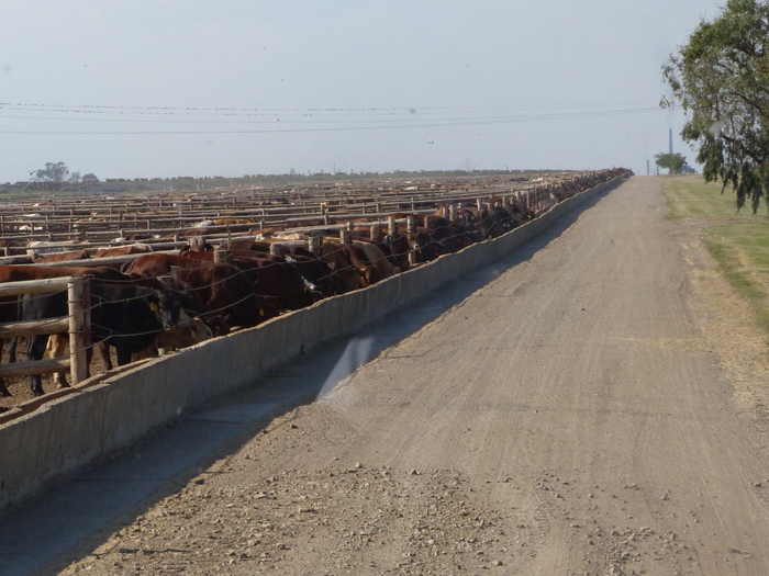 Les feed-lots regroupent plus de 20.000 têtes de bétail.