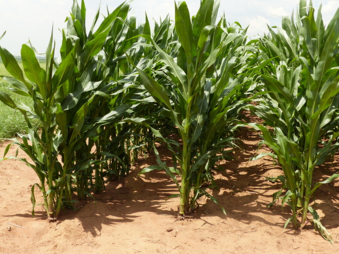 L'interrang important permet au pied de maïs de produire, avec un seul grain, trois pieds, et jusqu'à 6 épis. 