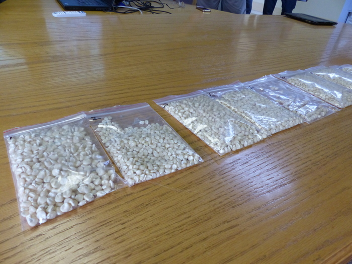 Echantillons de maïs blanc dans le centre de recherche de Monsanto.