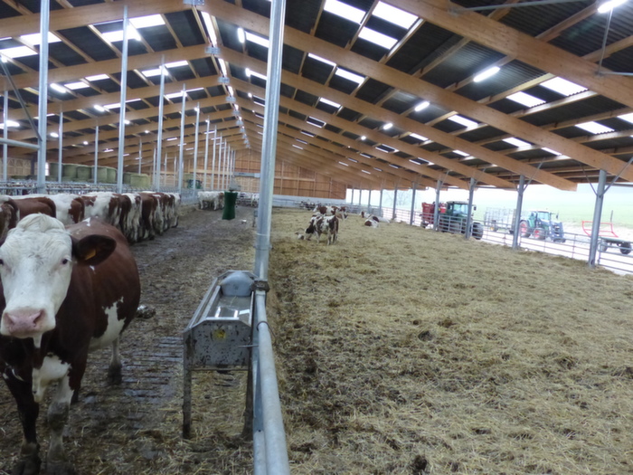 La stabulation en aire paillée accueille les 75 vaches laitières. La surface est de 11 m² par vache. L'aire d'exercice est en caillebotis intégral. 