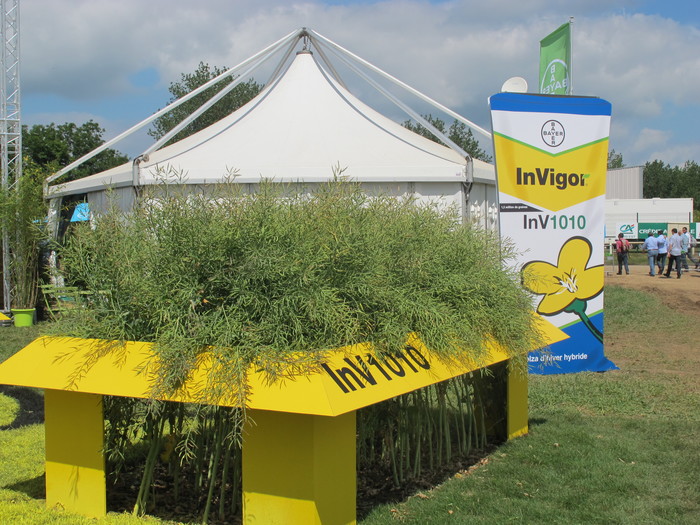 Bayer CropScience présentait sa première variété de colza hybride InV1010 lancée pour les semis de 2015 en France. Elle fait partie de la marque mondiale de semences de colza, InVigor.