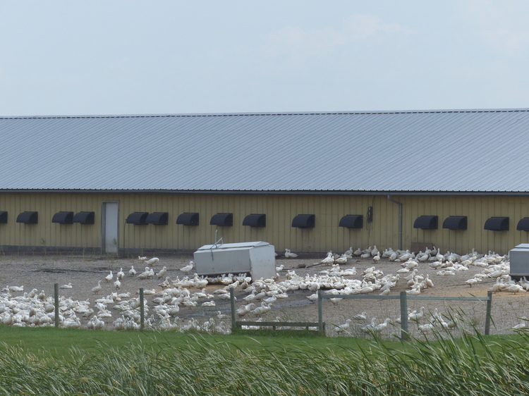 L’élevage est le point fort de la colonie : 150 000 dindes, 13 000 poulets ou encore 5 000 oies sont produits.