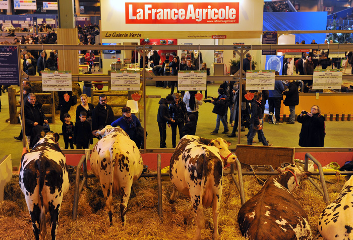 Ces normandes ont pu suivre les allers et venues des visiteurs sur le stand de La France Agricole. © J.Chabanne