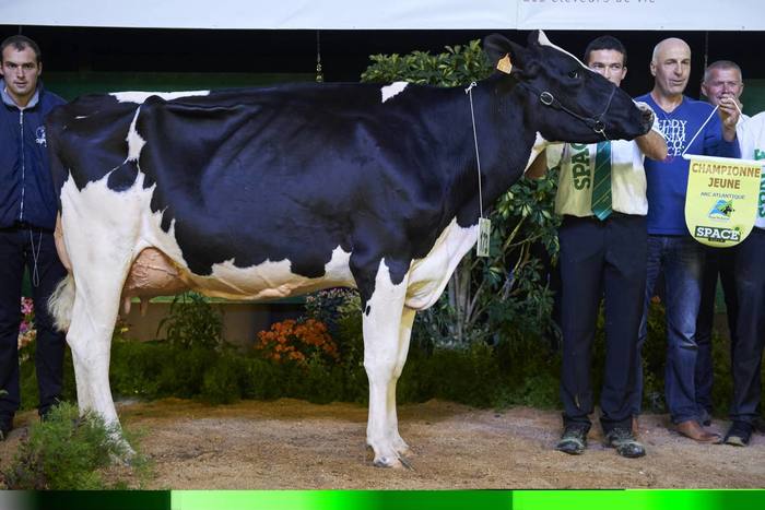 Capj Guinée : Championne jeune Prim'Holstein