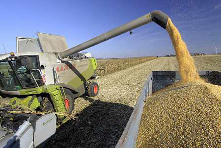 Céréales : production mondiale revue en baisse de 23 millions de tonnes. Photo : S. Leitenberger