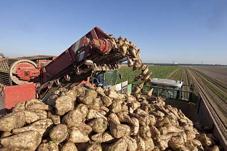 Récolte de betteraves à sucre. Photo : C. Thiriet
