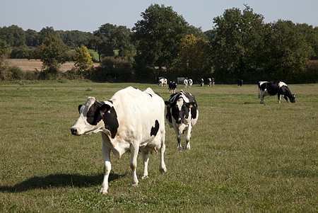Vaches laitières au pâturage. Photo : S. Champion