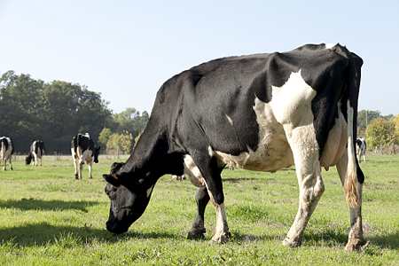 Vaches laitières prim'holsteins broutant dans une prairie. Photo : S. Champion