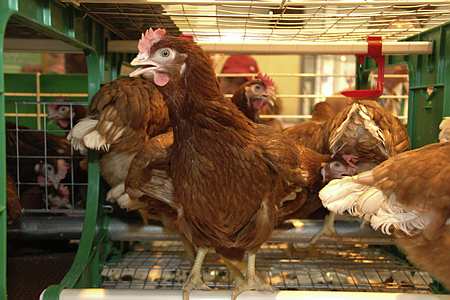 Poules pondeuses dans cages conformes aux nouvelles normes européennes de 2013.( 50 poules par cage , zone spécifique pour ponte ). Photo : P. Crapon/GFA