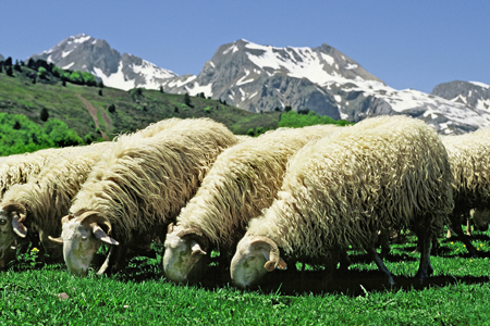 Dans les Pyrénées, le pastoralisme concerne 1.290 estives, 100.000 bovins, 570.000 ovins et 14.000 équidés. Photo : Ph. Roy