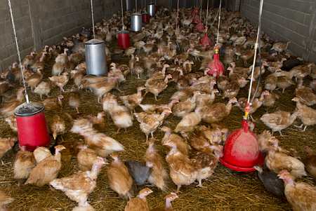 Poulets dans un bâtiment d'élevage (Photo : P. Gleizes)