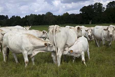 Troupeau de vaches allaitantes. Photo : Watier