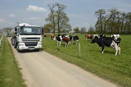 Troupeau de vaches dans une prairie en bordure de laquelle passe un camion de lait. Photo : S. Leitenberger