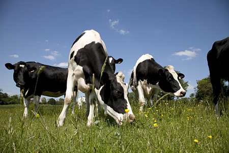 Vaches laitières dans une pâture. Photo : S. Champion
