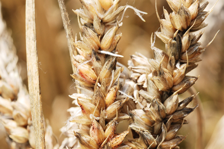 Cette année, une grande proportion de lots de blés destinés à la meunerie pourrait être déclassée. Photo : Arvalis