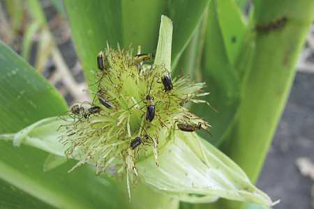 Chrysomèle des racines du maïs. Photo : Arvalis/Maizeurop