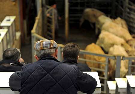 Sur les marchés aux bestiaux, l'activité de 2013 s'est soldée par une baisse d'effectifs. En image, le marché au cadran de Moulins-Engilbert. Photo : J. Chabanne