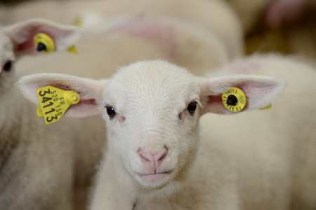 Identification de jeunes agneaux. Photo : S. Leitenberger 