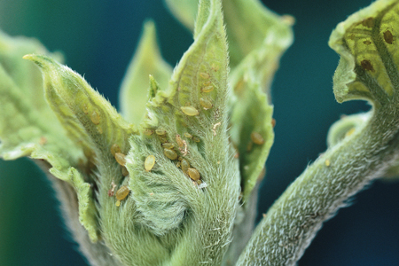 Pucerons Brachycaudus helichrysi sur feuille et bouton floral de tournesol. Photo : Watier