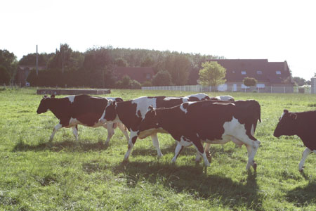 Vaches au pâturage en été © T.D./GFA