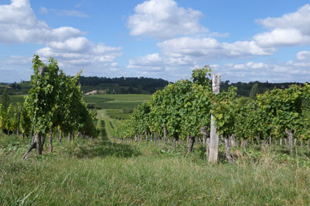 Vignes en Dordogne
