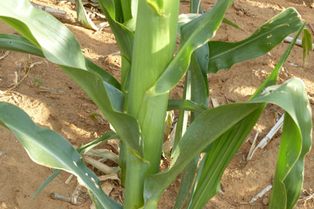 La plupart des exploitants céréaliers dans un rayon de 150 km autour de Johannesburg sont en monoculture de maïs sur des surfaces de 5.000 à 15.000 ha.
