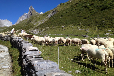 Mouton en éstive dans la Vanoise - © B.Contour