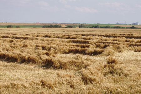 Culture de blé prête à être récoltée versée. Photo : S. Maillard