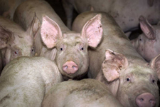 Castration des porcs : vers une injection antidouleur. Photo : Watier