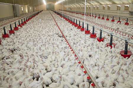 Elevage de poulets industriels standards. Photo : S. Champion