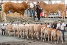 Concours de la blonde d'Aquitaine : des animaux complets à l’honneur