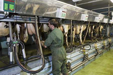 Traite des vaches laitières - Photo Thiriet