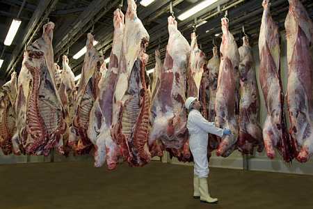 Carcasses de bovins à l'abattoir (© Thiriet)