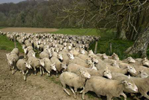 Aides aux ovins et caprins : effectuez votre demande sur le site Telepac jusqu’au 1er février 2010