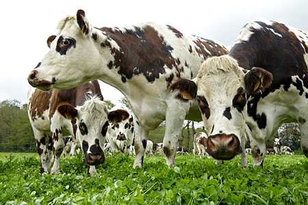 Des vaches normandes . Photos : T Pasquet