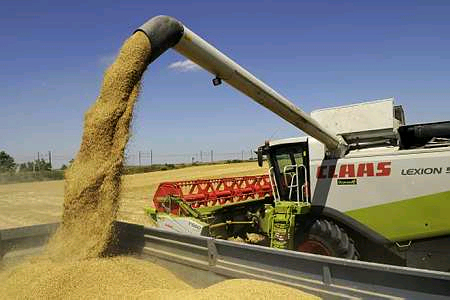Céréales : la production mondiale révisée à la hausse (CIC)