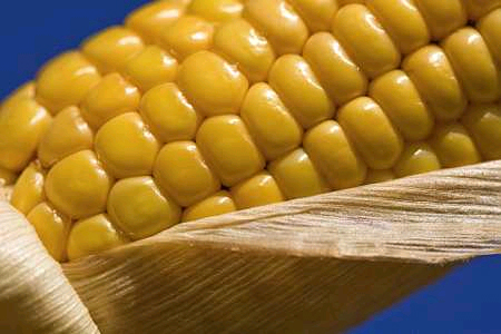 OGM : le Conseil d'Etat annule la suspension de la culture du maïs Mon 810